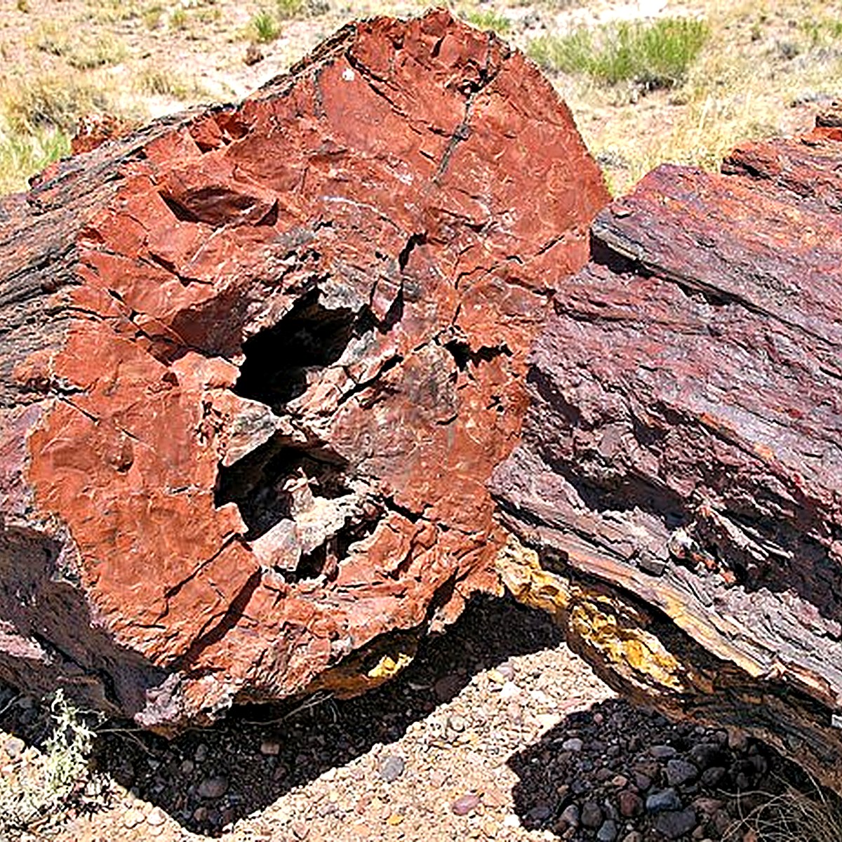 Petrified Wood crystal